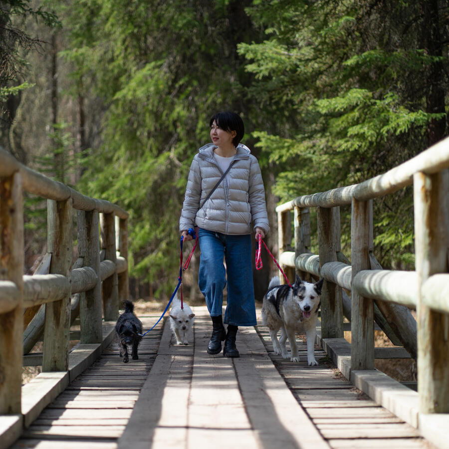 Bow Valley Dog Trainning