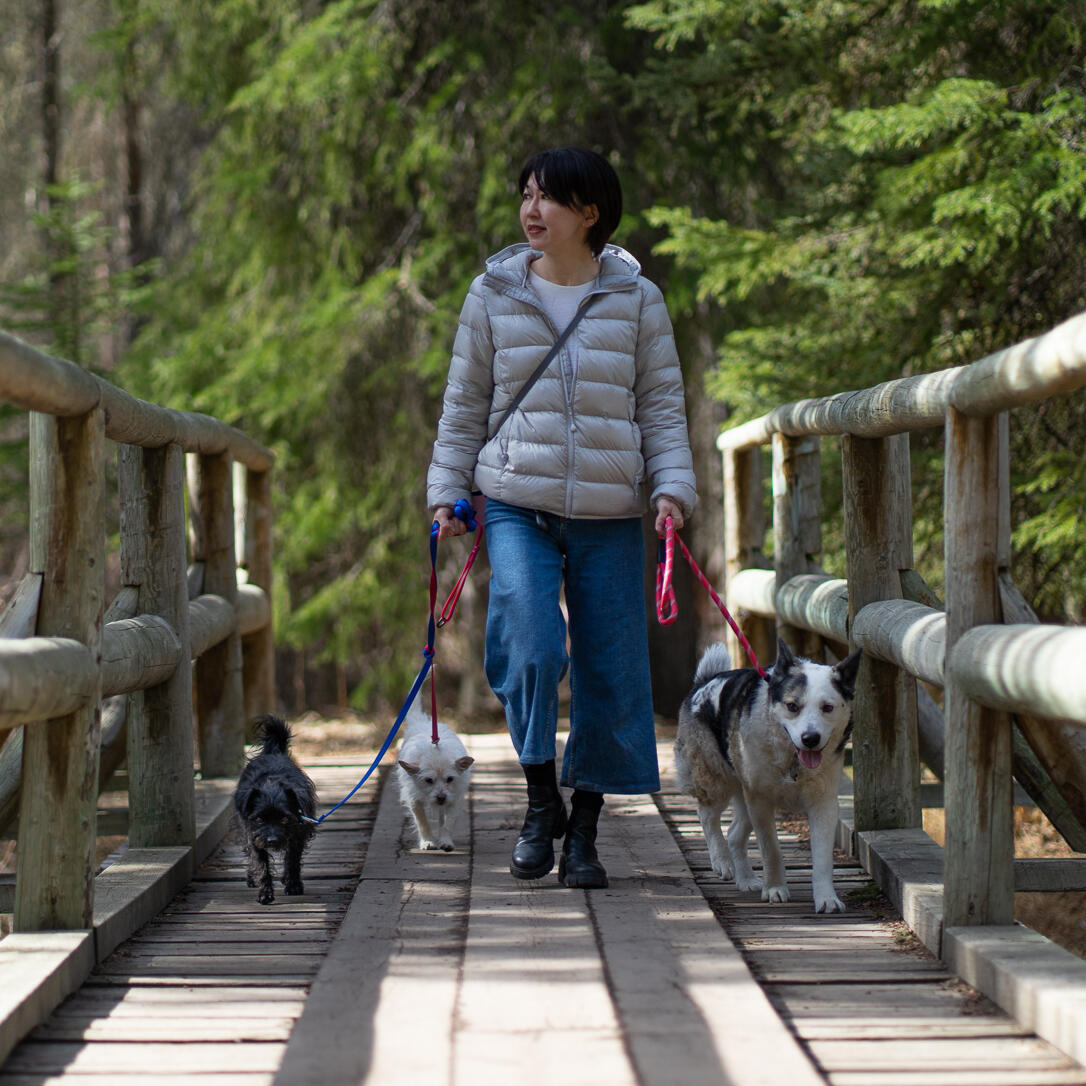 Miho walking three dogs in Banff.